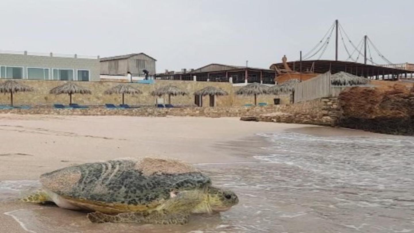 Turtle Beach Resort Ras al Hadd Екстериор снимка
